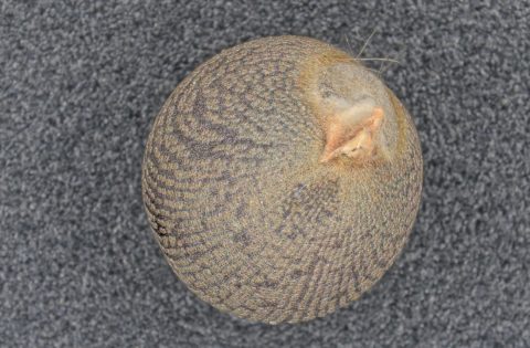 植物種子のプラズマ処理事例